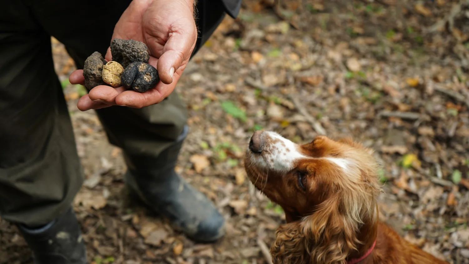 A freshly found truffle, with a truffle dog in the woods